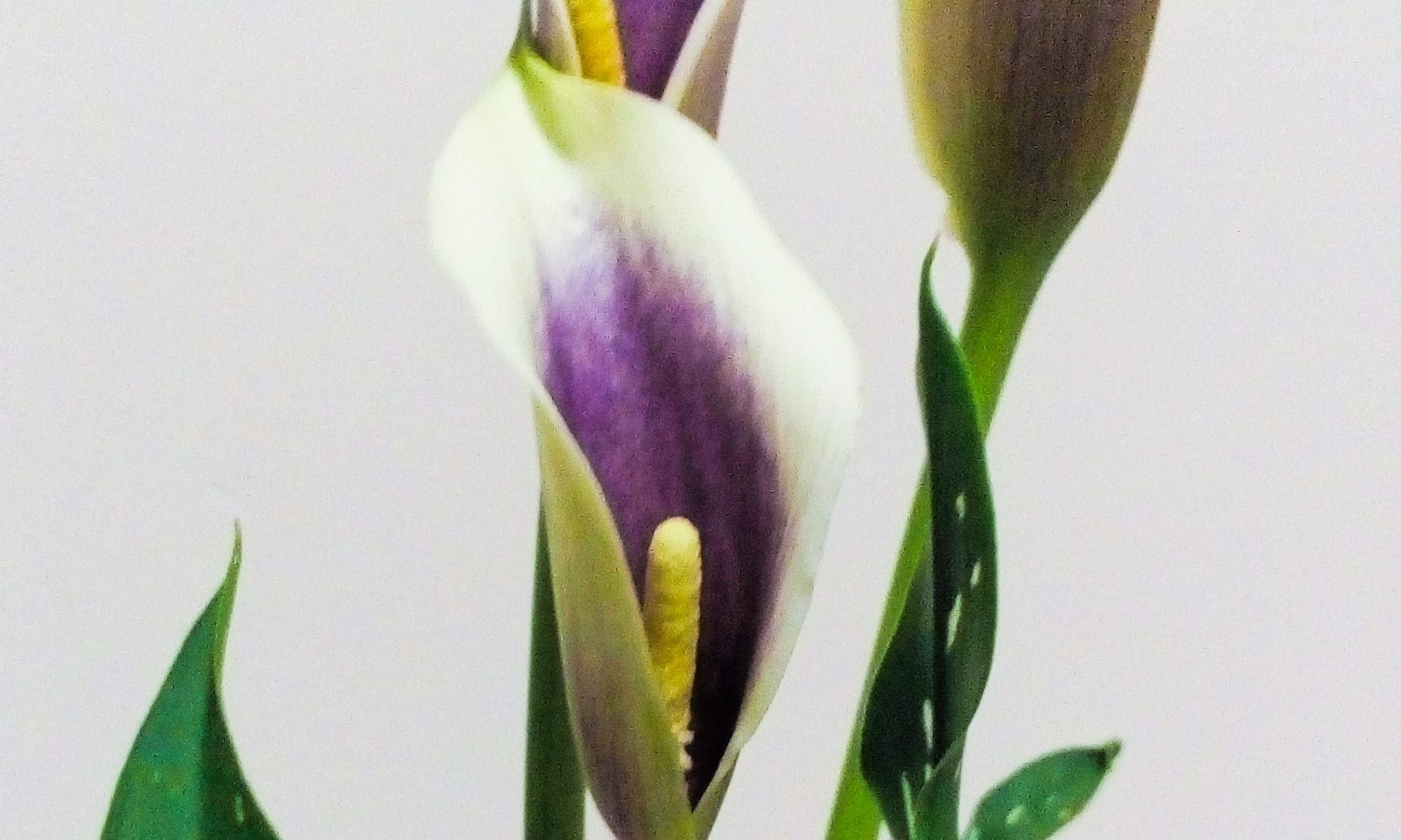 Tauriba'ana Social Work and Wellbeing 