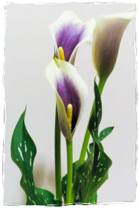 Tauriba'ana Social Work Service